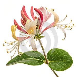 Honeysuckle Flower isolated on white background photo