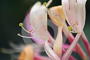 Honeysuckle flower,shallow dof,(Lonicera periclymenum Serotina)