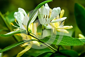 Honeysuckle flower taken at Hills Creek State Park