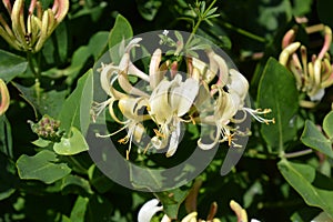 Honeysuckle flowering in a British hedgerow, detail