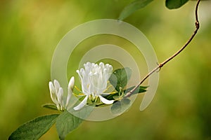 Honeysuckle flowers