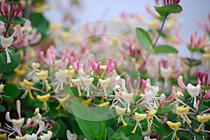 Honeysuckle Flowers