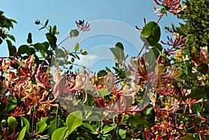 Honeysuckle flowers