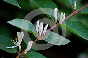 Honeysuckle flowers