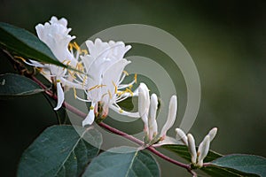 Honeysuckle flowers