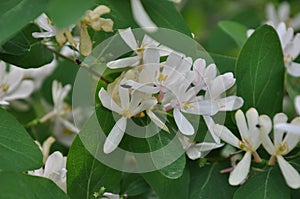 Honeysuckle flowers close-up