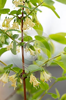 Honeysuckle, flowers close-up