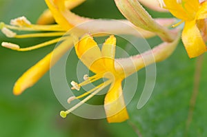 Honeysuckle flowers