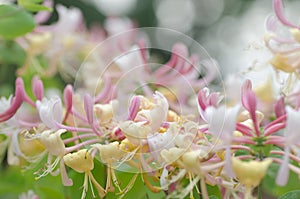 Honeysuckle flowers