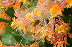 Honeysuckle flowers