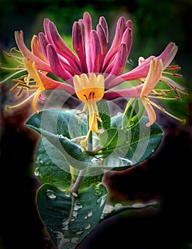 Honeysuckle flowers with fuchsia colored petals seen againstdark background