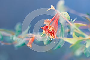 Honeysuckle flowers growing in a summer garden