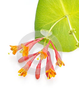 Honeysuckle flowers isolated