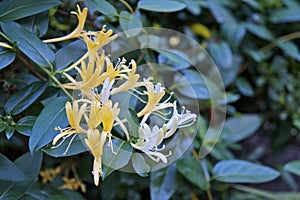 Honeysuckle flowers, Lonicera japonica, on garden