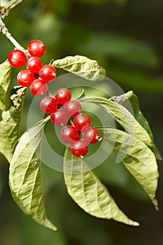 Honeysuckle fruits