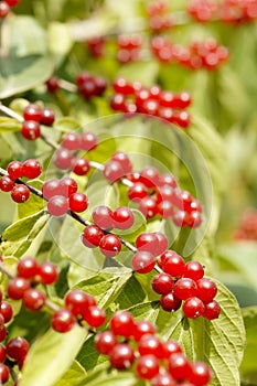 Honeysuckle fruits