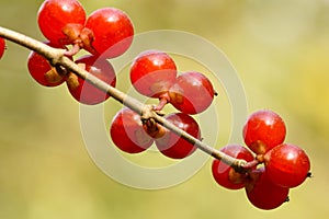 Honeysuckle fruits