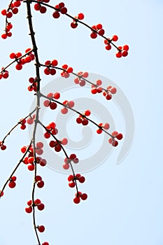 Honeysuckle fruits