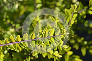 Honeysuckle Golden Glow