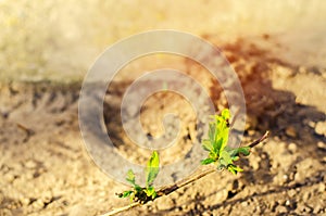 Honeysuckle green young sprout grows in the ground, close-up, concept of spring, macro