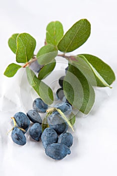 Honeysuckle leaves and berries