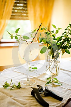 Honeysuckle lemonade in glass