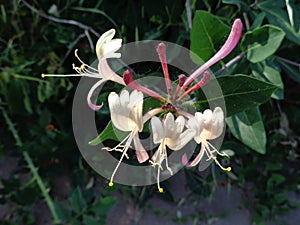 Honeysuckle,Lonicera Caprifoliaceae