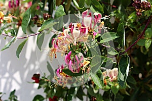 Honeysuckle or Lonicera hardy twining climber plant with bilaterally symmetrical white and light purple open blooming flowers