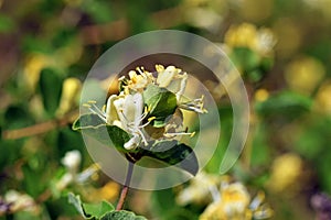 Honeysuckle , Lonicera iberica flower
