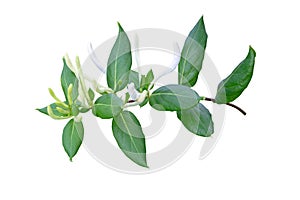 Honeysuckle or Lonicera japonica branch with flower buds and leaves isolated on white. Transparent png additional format photo