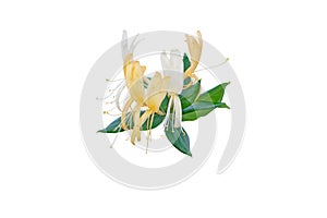 Honeysuckle or Lonicera japonica branch with flowers and leaves isolated on white. Transparent png additional format