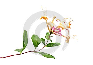 Honeysuckle (Lonicera periclymenum) photo