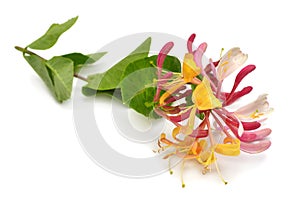 Honeysuckle lonicera periclymenum flower photo