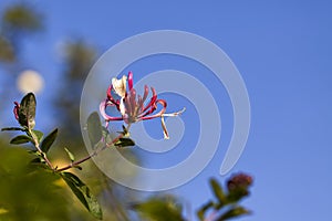 Honeysuckle - Lonicera periclymenum