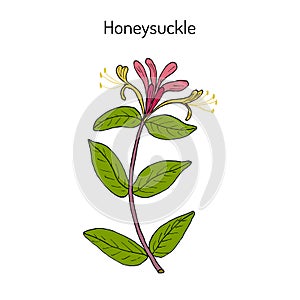 Honeysuckle Lonicera periclymenum , or woodbine, medicinal plant photo