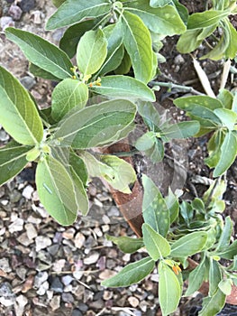 Honeysuckle mexican 0588