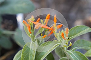 Honeysuckle mexican 3220