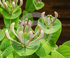 Honeysuckle perfoliate