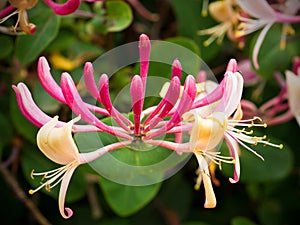Honeysuckle Plant