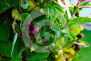 Honeysuckle plant. Berries of honeysuckle Lonicera periclymenum