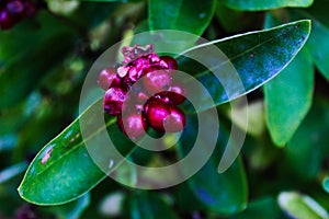 Honeysuckle plant. Berries of honeysuckle Lonicera periclymenum