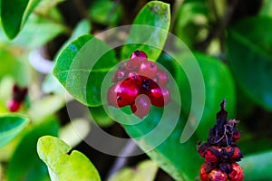 Honeysuckle plant. Berries of honeysuckle (Lonicera periclymenum
