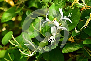 Honeysuckle plant with white flowers