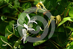 Honeysuckle plant with white flowers photo