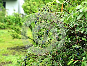 Honeysuckle shrub with ripe haskap berry