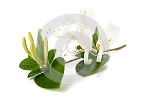 Honeysuckle Sprig with white flowers and leaves