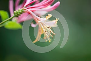 Honeysuckle Stamen Closeup