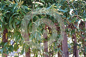 Honeysuckle vine grown across back yard deck wall