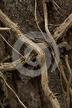 Honeysuckle Vines on Tree Trunk