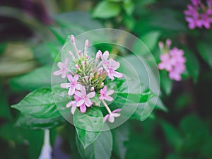 Honeysuckles flower in garden with a natural green blur background